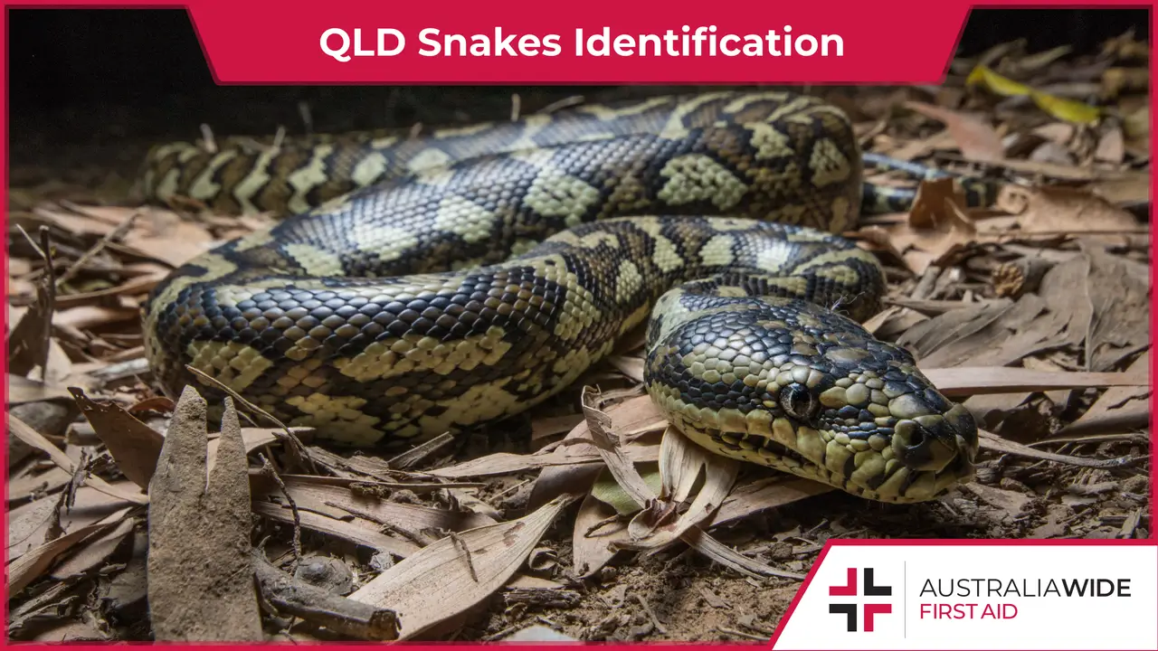 QLD Snakes Identification